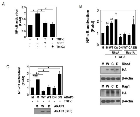 대식세포에서 Rap1-ARAP3-RhoA와 NF-κB