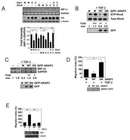 Rap1 – ARAP3 – RhoA - NF-κB – MIP-1α의 신호전달을 통해 세포의 이동