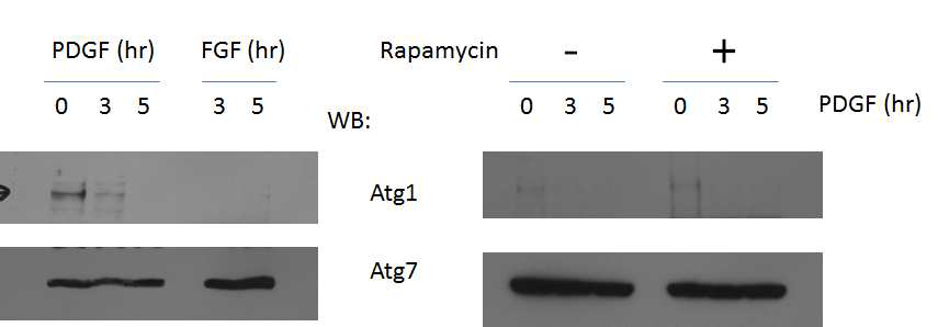 mTOR 저해제를 처리하고 다양한 성장인자 자극들에 의한 마우스 세포 내에 존재하는 Atg1 분해 관찰