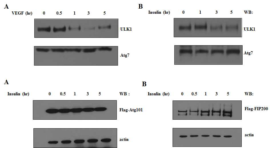 인슐린 처리 후 ULK1과 복합체를 이루는 FIP200와 Atg101 단백질의 안정성 관찰