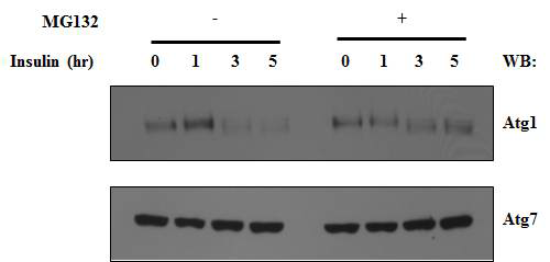 인슐린에 의해 세포 내에 존재하는 Atg1(ULK1)의 분해가 프로테아좀 의존적 분해임을 관찰.
