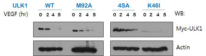 성장 인자 자극 후 오토파지 시작 조절 단백질인 ULK1 (Atg1) WT과 효소 불활성화 돌연변이체들의 안정성 관찰