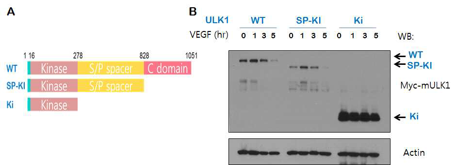 ULK1의 도메인 부분 돌연변이체 제작과 (A), 그 부분 돌연변이체들의 성장인자 자극에 따른 안정성 관찰 (B)