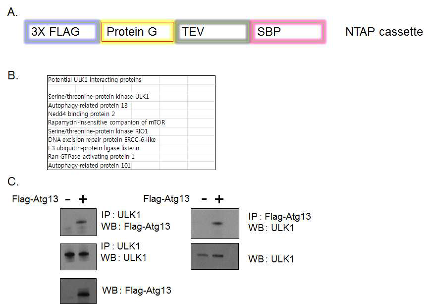 NTAP-ULK1(Atg1) 클로닝과 결합 단백질 동정