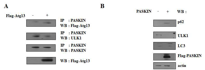 오토파지 단백질 (Atgs)와 결합하는 새로운 단백질인 PASKIN 동정과 그 단백질의 오토파지에 미치는 영향