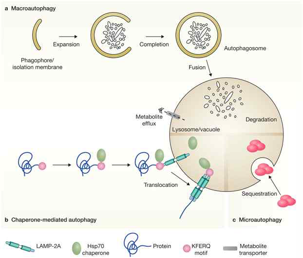 Autophagy의 작동 기전