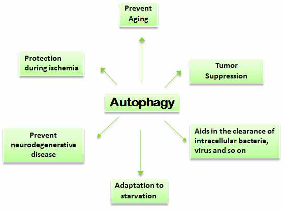 Autophagy의 생체 내 중요한 작용들