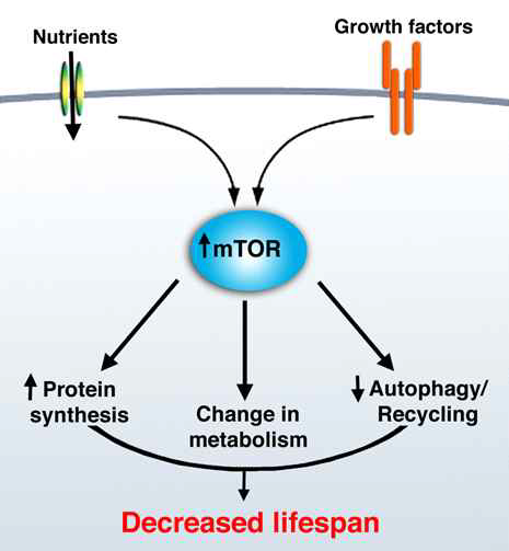 영양소가 풍부한 상황에서 mTOR에 의해 조절되는 세포 기능들