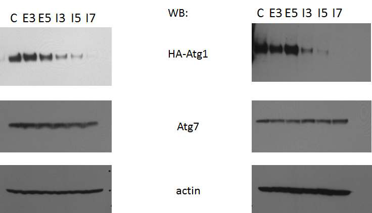 성장인자 (E) (EGF: epidermal growth factor)와 (I) Insulin 처리시, 오토파지 시작을 조절하는 Atg1 (ULK1)의 분해 (unpublished)를 HeLa 세포들(왼쪽 그림, Human cervical cancer cells)과 A431 세포들(오른쪽 그림, human epithelial carcinoma cell line)에서 관찰 (C : control, 3, 5, 그리고 7시간 자극을 세포에 처리함)