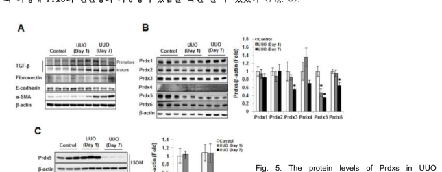 The protein levels of Prdxs in UUO kidney.