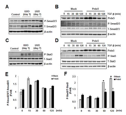 Negative modulation of Prdx5 in TGF-β induced Stat3 activation..