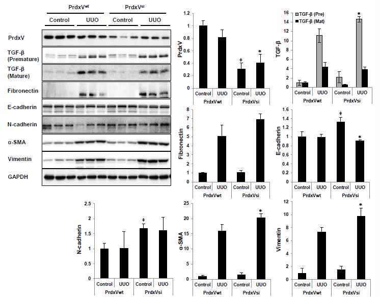 Protein expression of fibrotic markers in UUO-induced PrdxVwt and PrdxVsi mouse kidney