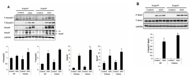 Activation of signal pathway in UUO-induced PrdxVwt and PrdxVsi mouse kidney.