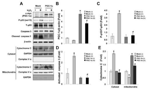 Anti-apoptotic effect of PGC-1α.