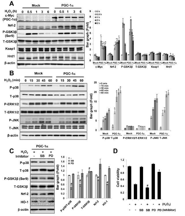 The involvement of p38/GSK3β/Nrf-2 axis for cytoprotective effects of PGC-1α.