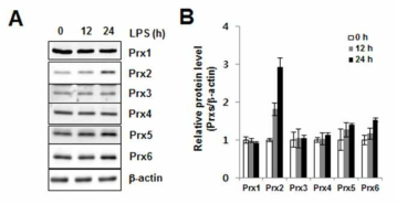 Expression level of Peroxiredoxins in LPS treated HK2 cells.