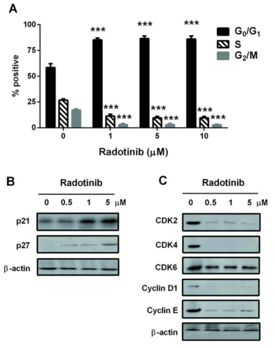 급성골수성백혈병 세포주, KASUMI-1에서 라도티닙에 의한 세포주기 억제 효과와 관련 단백질의 발현도