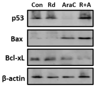 라도티닙과 시타라빈의 병용처리가 급성골수성백혈병세포의 세포자멸도 관련 신호분자인 p53, Bax의 발현도 증가와 Bcl-xL의 발현도 감소에서 상승작용을 보임.