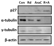 라도티닙과 시타라빈의 병용처리가 급성골수성백혈병세포의 세포주기 관련 신호분자인 p27의 발현도 증가와 α-tubulin, γ-tubulin의 발현도 감소에서 상승작용을 보임.