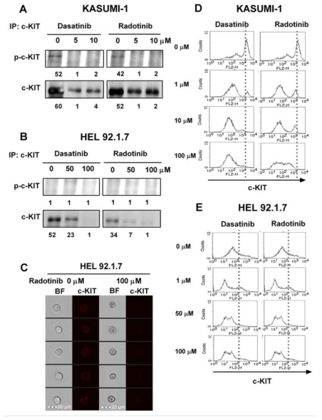 급성골수성백혈병 세포주 KASUMI-1과 HEL92.1.7 세포에서 라도티닙과 다사티닙에 의한 c-kit의 활성도와 발현도의 변화