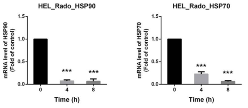 급성골수성백혈병 세포주 HEL92.1.7에서 라도티닙에 의한 HSP90과 HSP70의 mRNA변화도