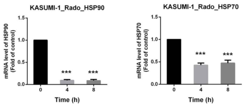 급성골수성백혈병 세포주 KASUMI-1에서 라도티닙에 의한 HSP90과 HSP70의 mRNA변화도