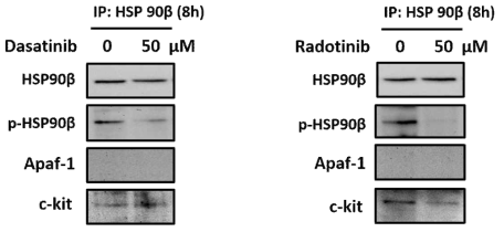급성골수성백혈병세포주 HEL92.1.7에서 면역침강법으로 분석한 라도티닙 의한 HSP90의 활성도 감소효과 (8시간)