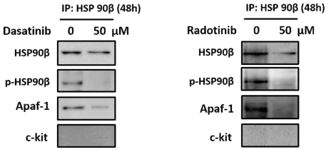 급성골수성백혈병세포주 HEL92.1.7에서 면역침강법으로 분석한 라도티닙 의한 HSP90의 활성도와 발현도 감소효과 (48시간)