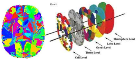 Talairach 표준 뇌 지도와 5개 level(hemisphere, lobe, gyrus, tissue, cell) 정보.