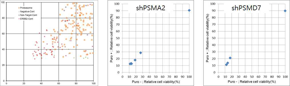 shRNA를 이용하여 proteasome 구성 요소 유전자 발현에 viability에 미치는 영향 측정. PSMA2와 PSMD7을 포함한 일부 componentsms viability 유지에 필수적임.