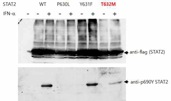STAT2 발현변이 (T632M)의 IFN-a response를 phosphorylation Western Blot을 통해 확인