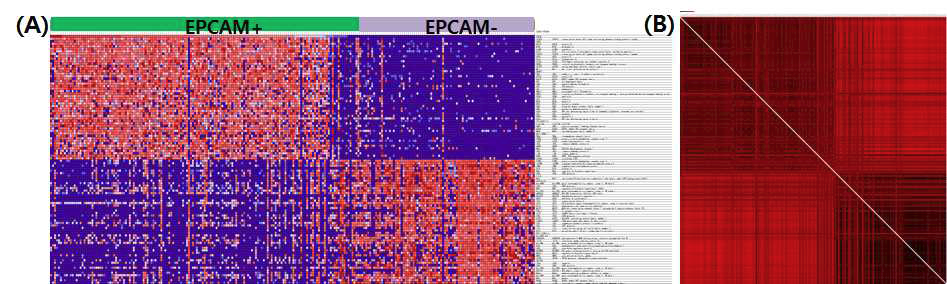 (A) EPCAM signature 도출과 (B) 도출된 암세포 그룹과 정상세포군의 correlation matrix