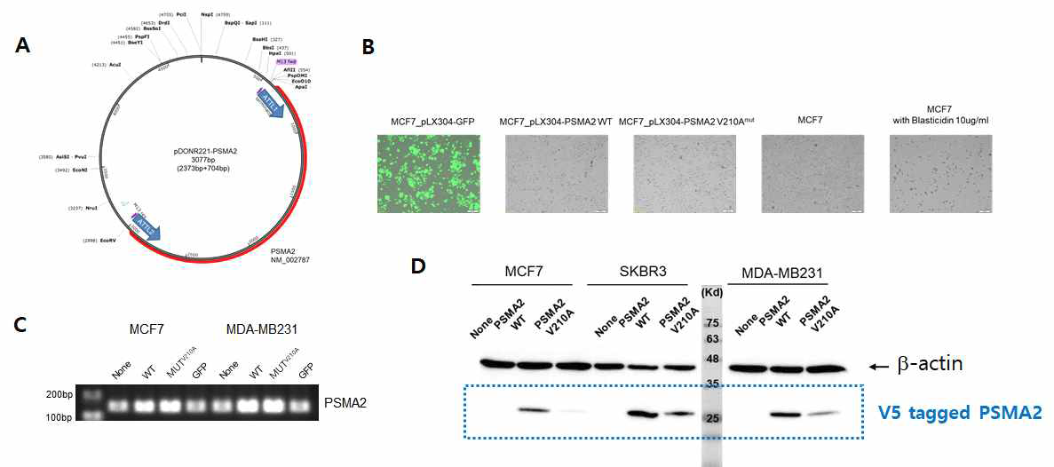 PSMA2 mutant의 단백질 안정성 감소 (A) Viral expression vector construction (B) Viral construct 를 세포주에 넣은후 Blasticidin selection수행 (C) RNA level 측정 (wildtype=mutant) (D) 단백질 발현을 측정 하여 불안정성 확인
