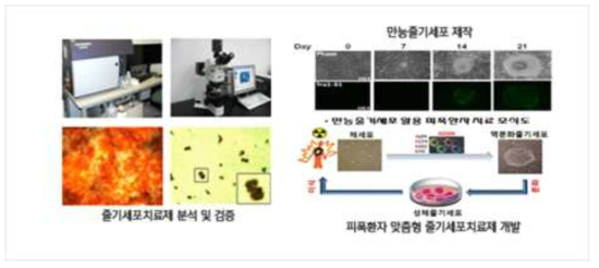 피폭 손상 조직 재생 기술개발