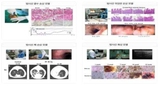 방사선 피폭 장기별 동물모델