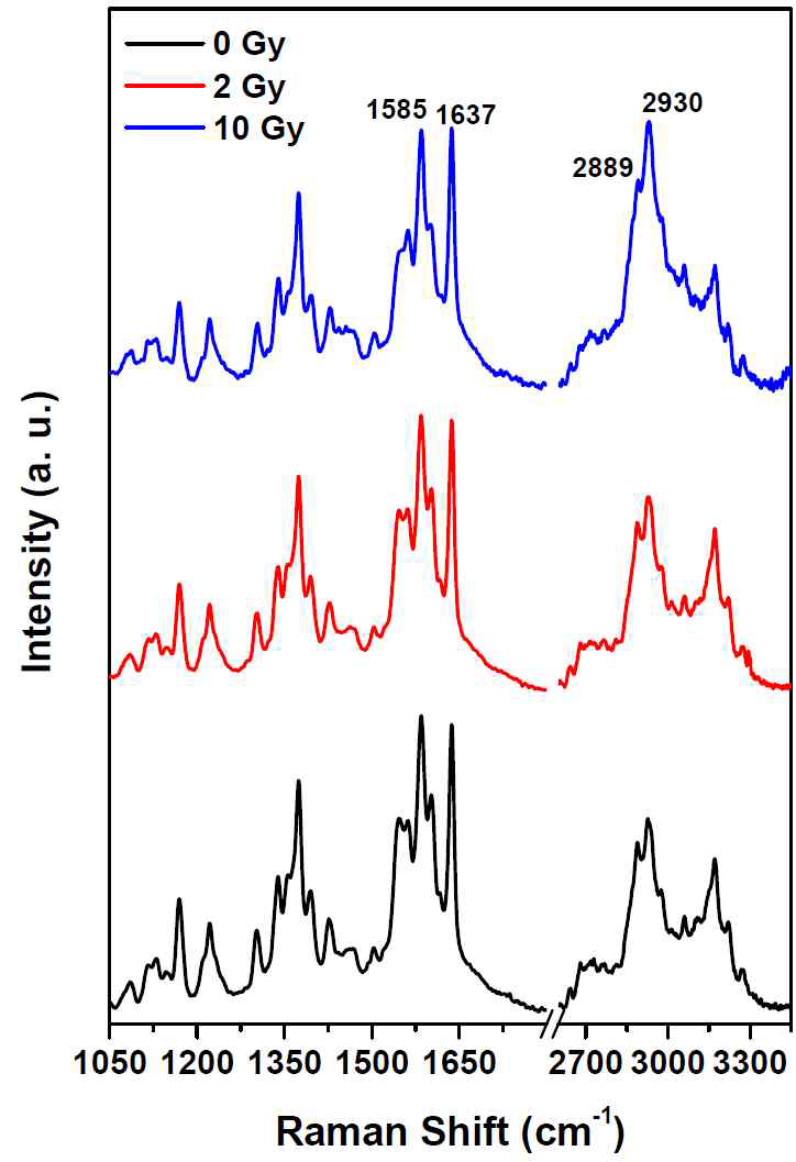 정상 쥐 (0 Gy)와 2 Gy, 10 Gy 방사선에 피폭된 쥐 혈청의 라만 스펙트럼.