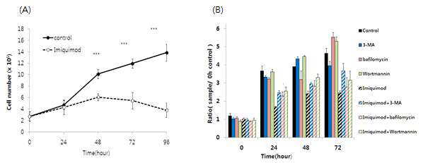Malme-3M 세포에 TLR 자극 물질인 IMQ 에 의한 세포성장 억제 확인.