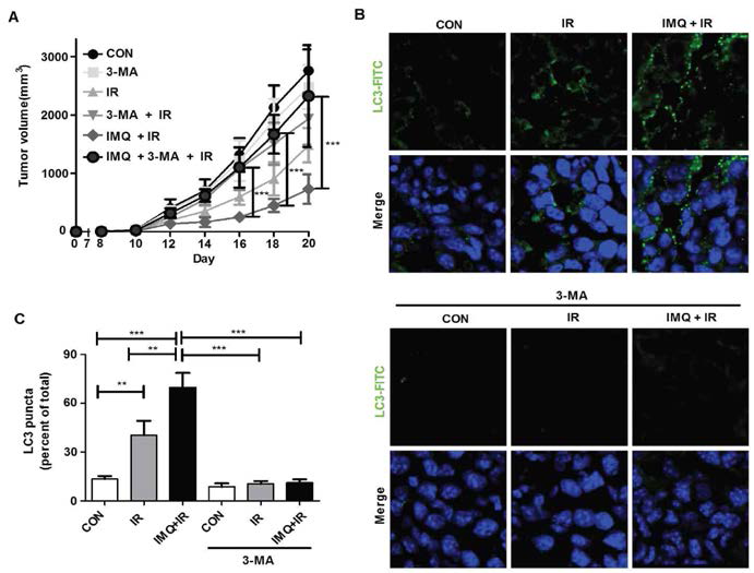 흑색종 암 동물모델에서 방사선 조사와 IMQ의 처리에 따른 autophagy 유도 확인.