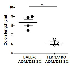 AOM/DSS 투여 후 대장 길이 측정결과.