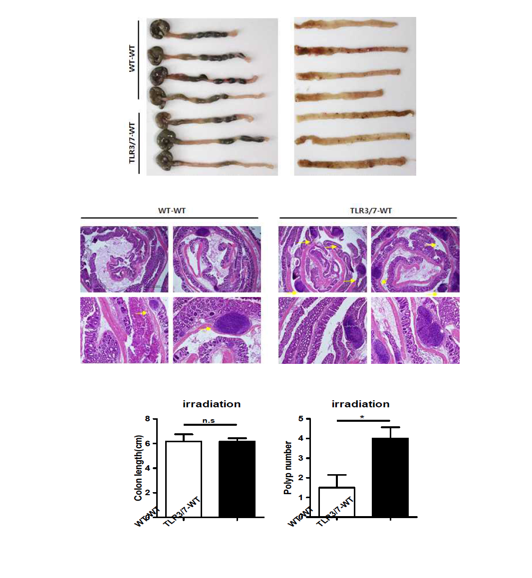 Irradiation을 이용한 골수 이식 실험 결과.