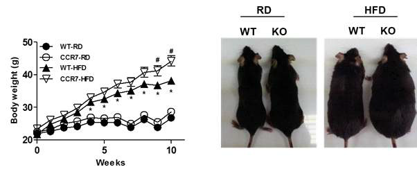정상 또는 고지방식이 투여에 의한 정상마우스와 CCR7 결손 마우스의 체중변화.