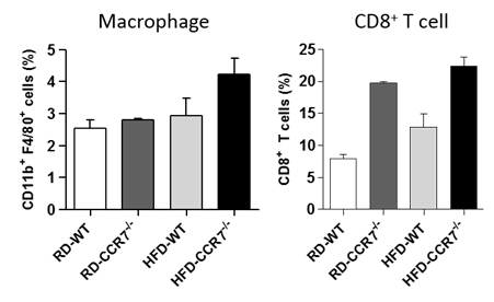 정상 마우스와 CCR7 결손 마우스의 간에 존재하는 염증세포 변화.