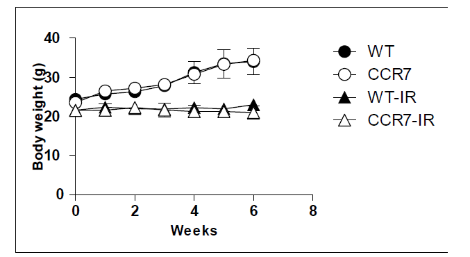 정상 마우스의 골수세포를 CCR7결손 마우스에 투여한 후 6주간의 체중변화 관찰.