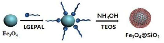 Fe3O4@SiO2 나노입자 제조 과정 모형.