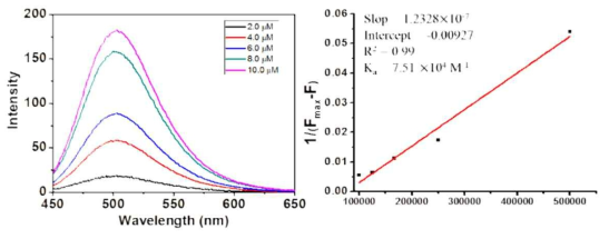 농도에 따른 형광 변화와 이를 기반으로 Benesi-Hildebrand plot을 도입하여 구한 결합상수 Ka.