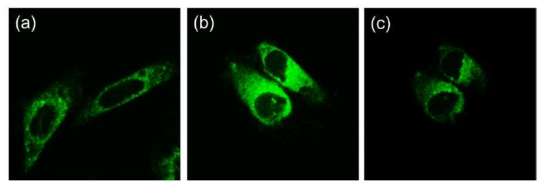 리간드 III 와 함께 배양한 헬라 세포 (a) 와 타겟 물질 처리 후의 헬라 세포, 타겟 물질 특이 흡착제 처리 후의 헬라세포의 형광 이미지