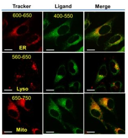 세포 내 소기관 소포체, 리소좀, 미토콘드리아를 추적하여 형광을 나타내는 선택성 물질 (tracker)을 헬라 세포에 각각 처리하여 얻 은 형광 이미지와 리간드 III 와 타겟 물질을 처리하여 배양한 헬라 세포 의 형광 이미지 및 두 경우의 형광 이미지를 겹쳐서 얻은 이미지.