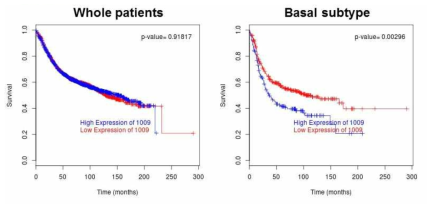 CDH11 발현과 유방암 환자의 생존율과의 상관관계