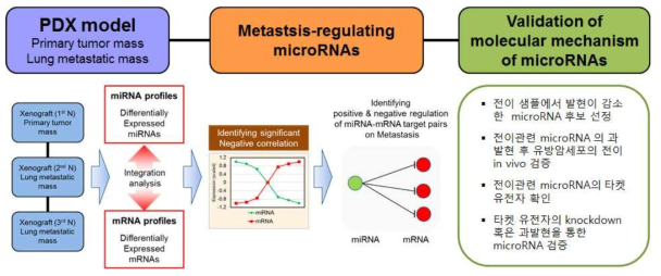 원격전이를 조절하는 microRNA-mRNA pairs를 선정하고 검증하는 모식도