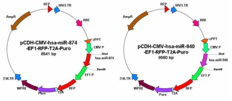 microRNA-874와 microRNA-940 클로닝 및 과발현